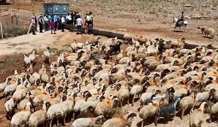 Tahmazoğlu’ndan üreticiye hayvan desteği