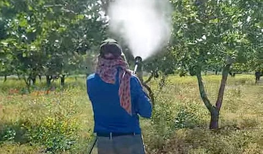 Yağışlar fıstık bahçelerinde risk oluşturdu