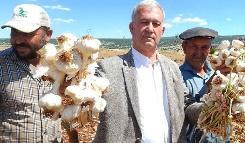 Araban sarımsağı i̇çin hasat mesaisi başladı