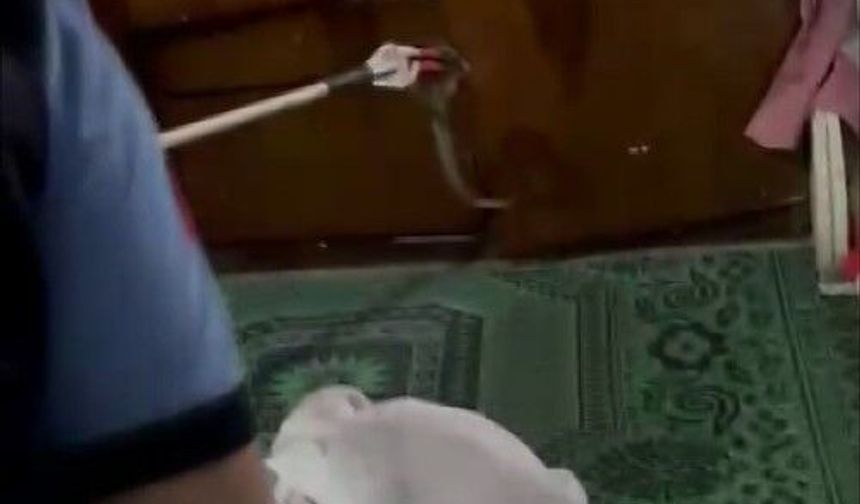 Eve giren yılan korkuttu