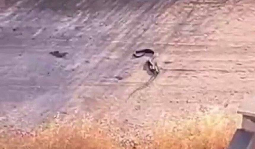 Gaziantep’te yılan paniği: Site ve otoparklarda ortaya çıktı