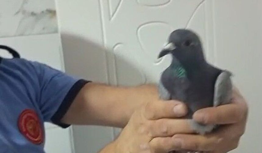 Havalandırma boşluğunda mahsur kalan güvercin kurtarıldı