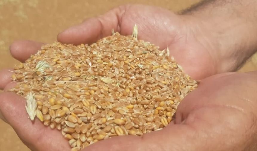 Hububat tarlalarında hasat mesaisi başladı