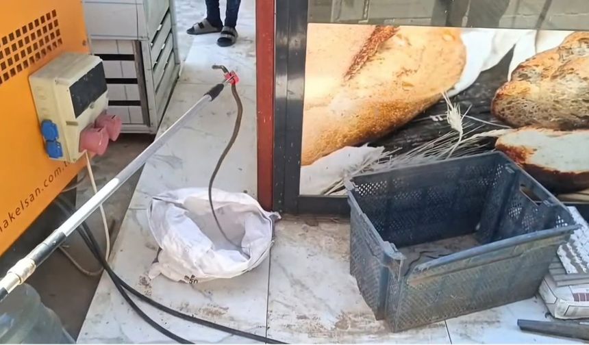 İslahiye’de iş yerinde yılan paniği: Ekmek sandığından çıktı