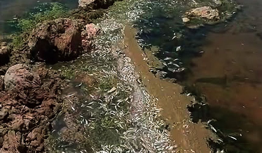 Karasu Çayı’nda toplu balık ölümleri endişe yarattı
