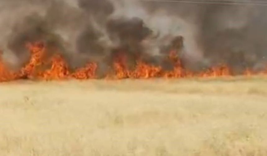 Şanlıurfa'da 45 dönümlük buğday tarlası yandı