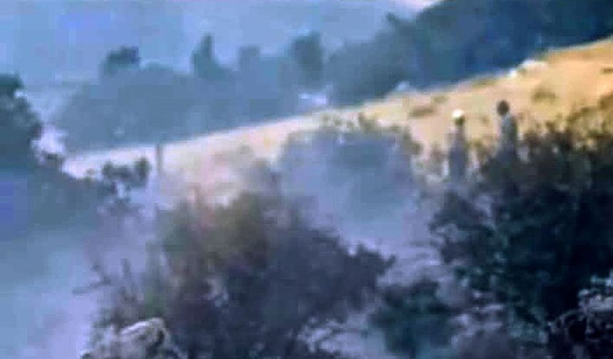 Araban'da alevler fıstıklıkları sardı