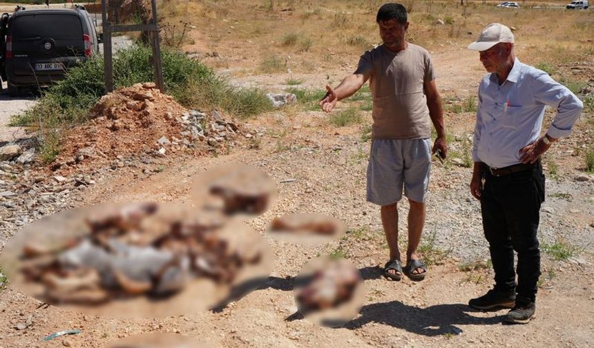Gaziantep'te at kafatasları görenleri şaşkına çevirdi