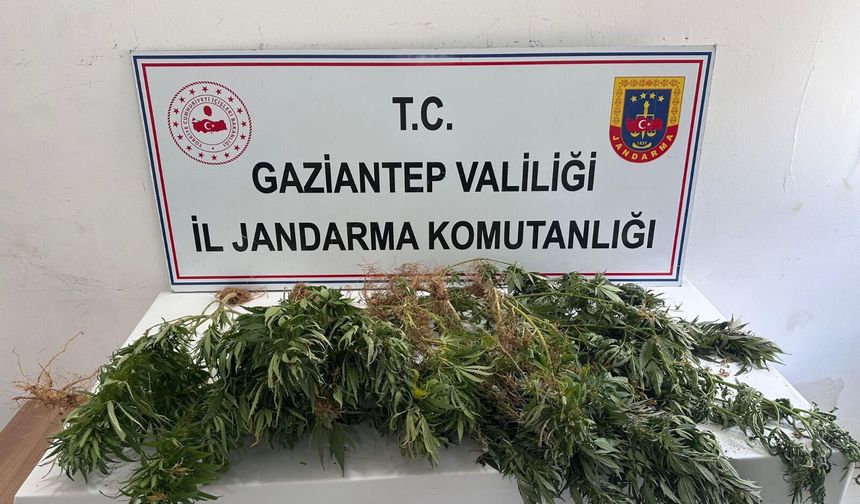 Gaziantep'te çok sayıda kenevir ele geçirildi