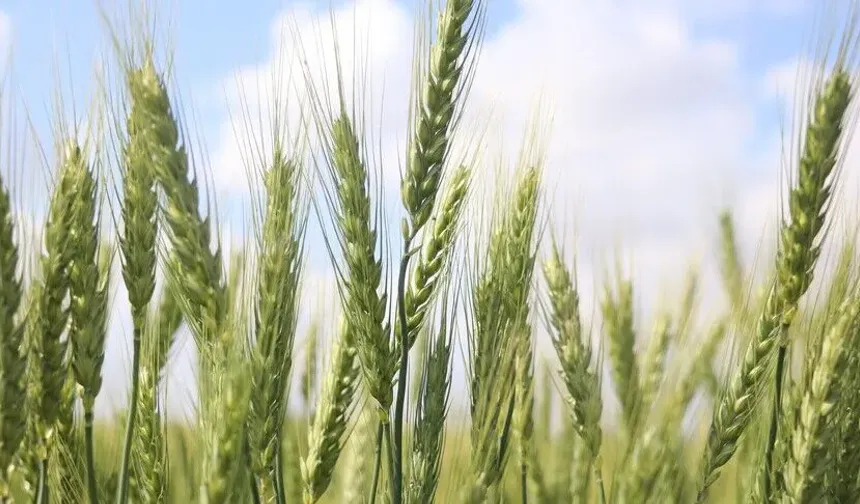 Yumaklı: Avrupa'da birinci, dünyada 7'nci sıradayız
