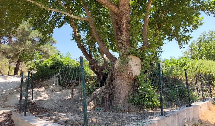 Nizip’in 800 Yıllık Ulu Çınar’ın Sırrı!