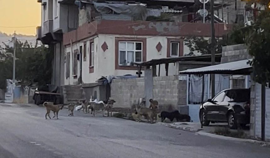 Gaziantep’te Başıboş Köpekler Mahalleliyi Tedirgin Etti