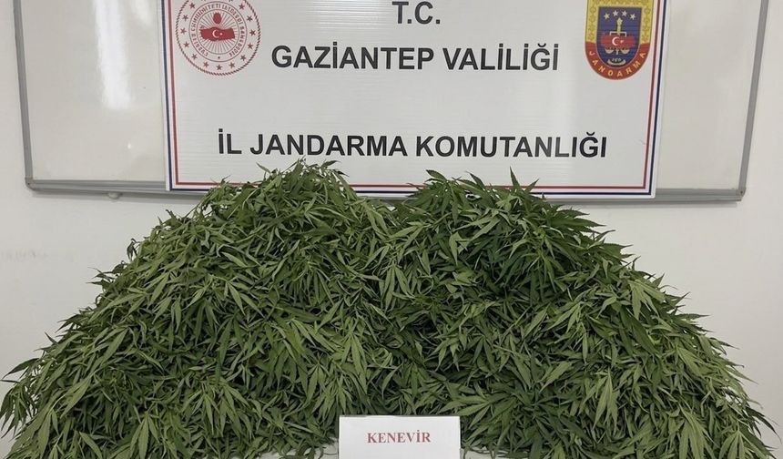 Gaziantep'te yasa dışı kenevir ekimine büyük darbe