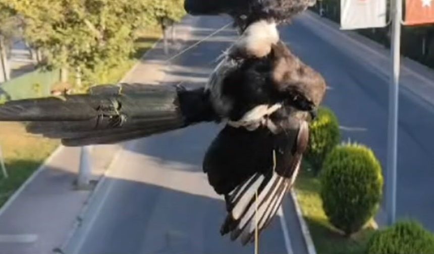 Batman'da ki ipli direk kuşa zor anlar yaşattı