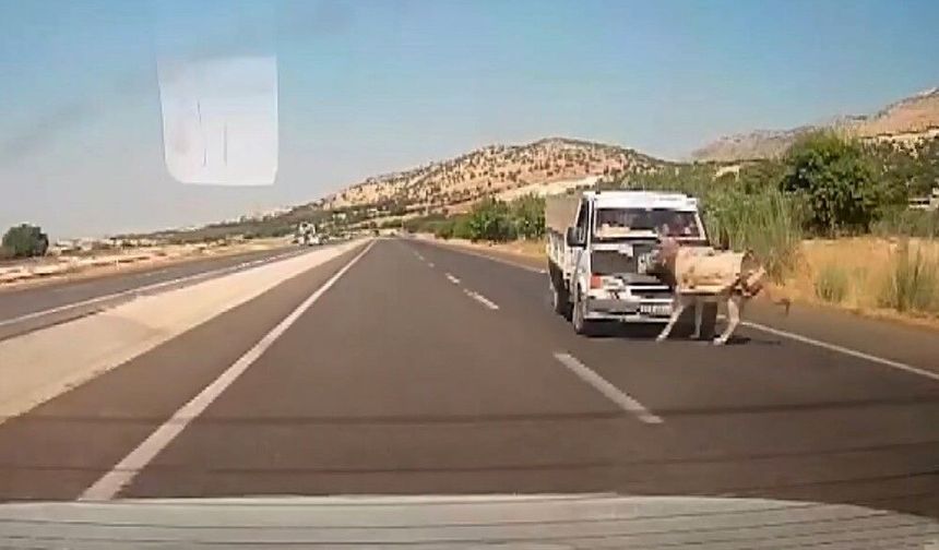 Kamyonet yola çıkan eşeğe çarptı