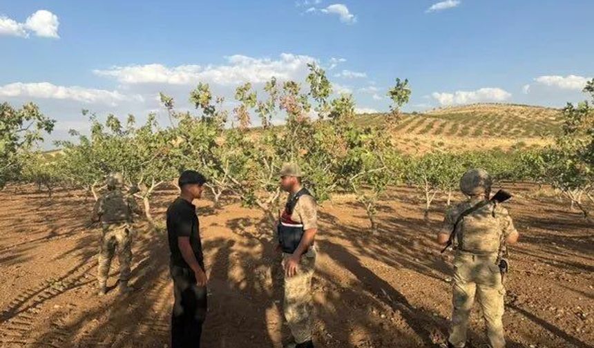 Şahin: Fıstık üreticisinin emeğini koruyacağız