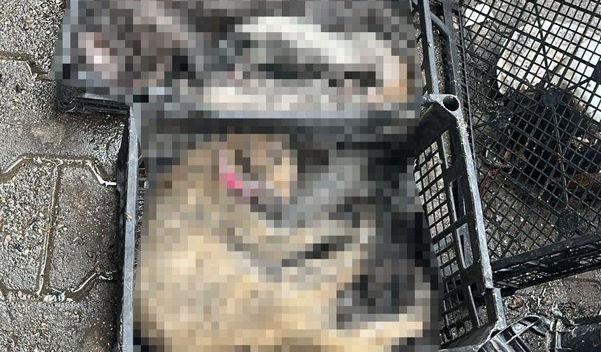 Ruhsatsız petshopta yangın çıktı