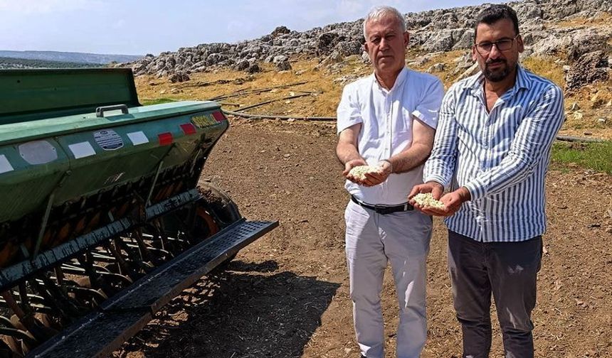 Araban sarımsağında üreticiler kendi tohumunu üretecek