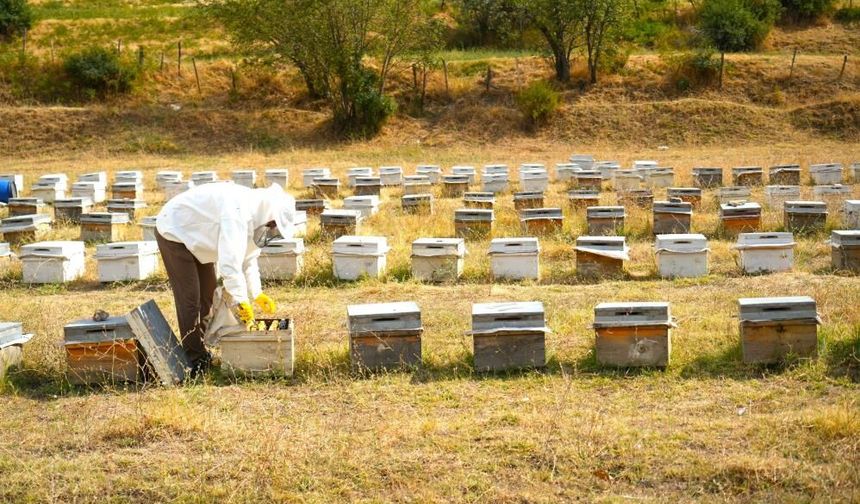 Tamamlanan bal hasadından 700 ton bal elde edildi