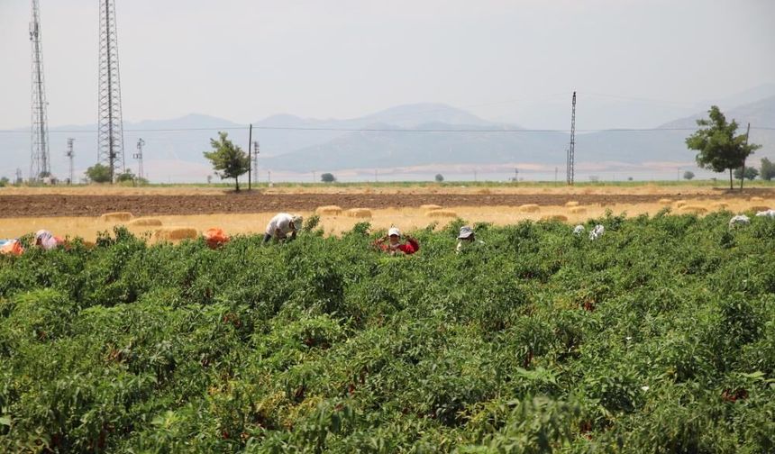 Gaziantep'te  acı biber hasatı başladı