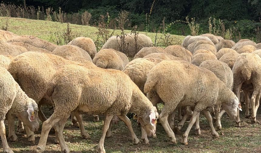 Düzce'de Küçükbaş hayvancılığa destek devam ediyor