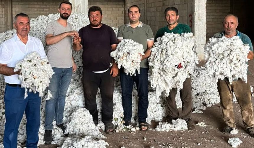 Gaziantep’te pamuk üreticisi hasat mesaisine başladı