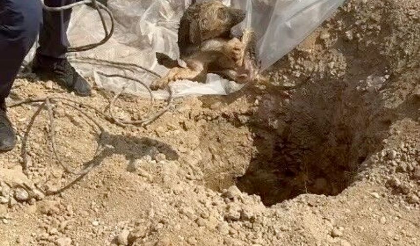 Şantiyedeki kuyuya düşen köpeğin yardımına itfaiye yetişti