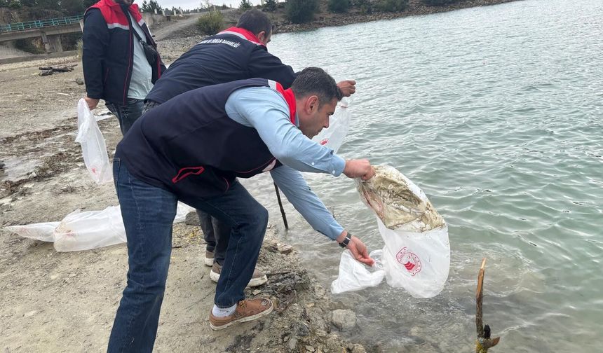 Samsun'da 110 bin yavru sazan yeni yuvalarına bırakıldı