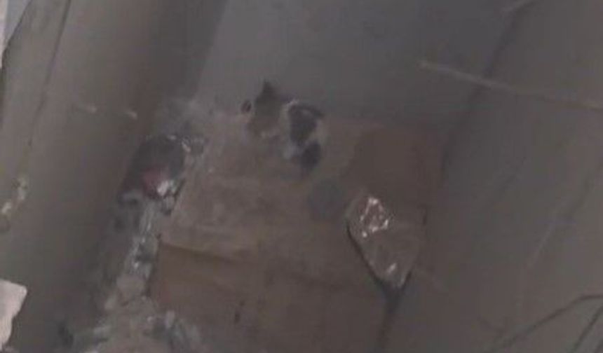 Gaziantep’te yavru kedi için itfaiye seferber oldu