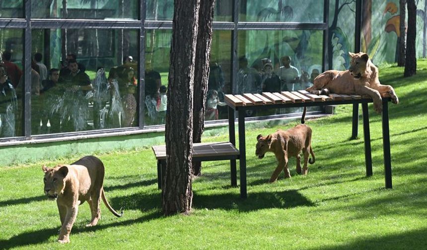 Camın ardındaki aslanlar ziyaretçileri büyüledi