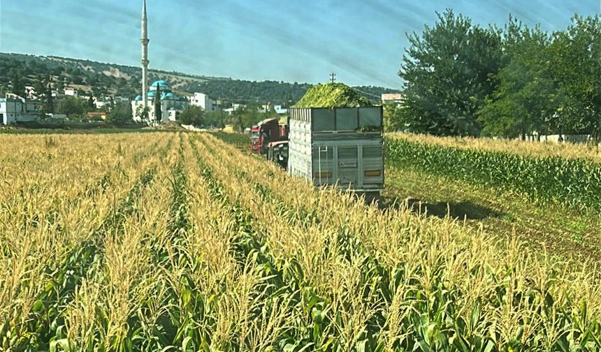 Gaziantep’te silajlık mısır hasadında verim yüz güldürdü