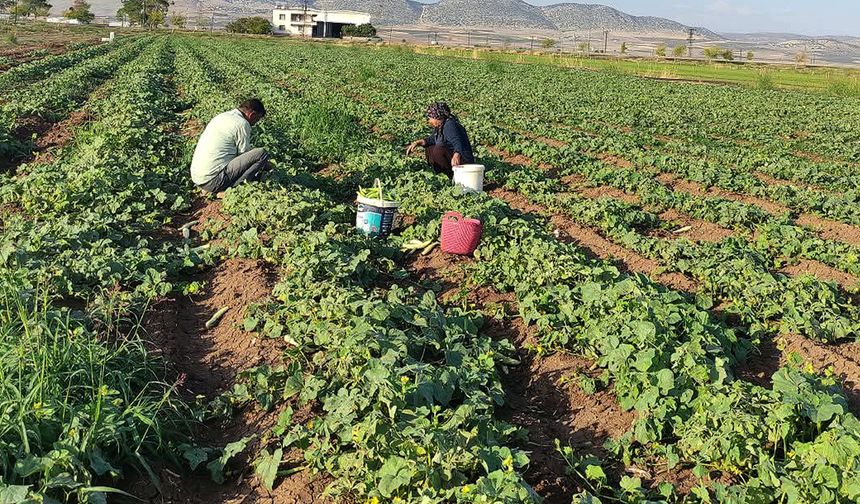 Gaziantep’te turşuluk acur hasadı başladı
