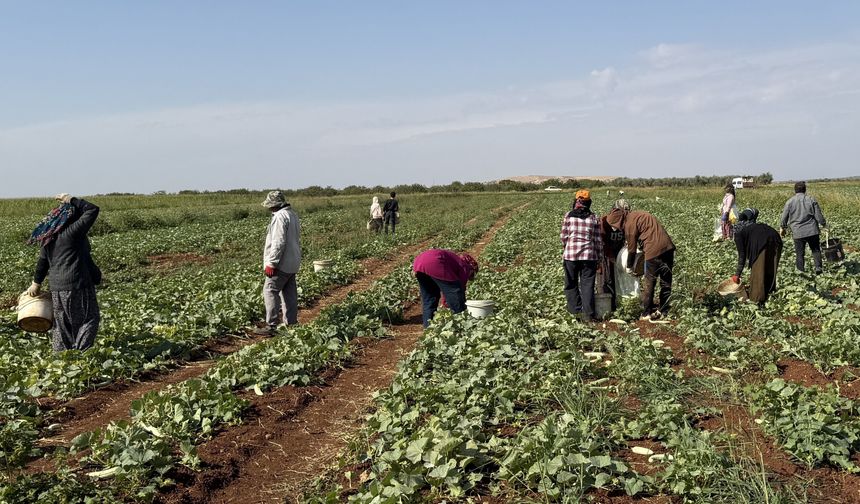 Gaziantep’te turşuluk acur hasadı başladı, fiyatı belli oldu
