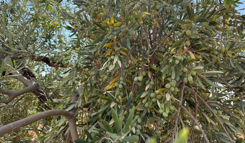 Gaziantep’te yeşil zeytin hasadıyla hareketlilik başladı