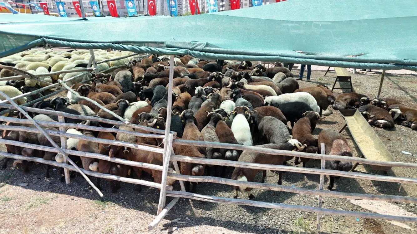 Kurbanlık (2)