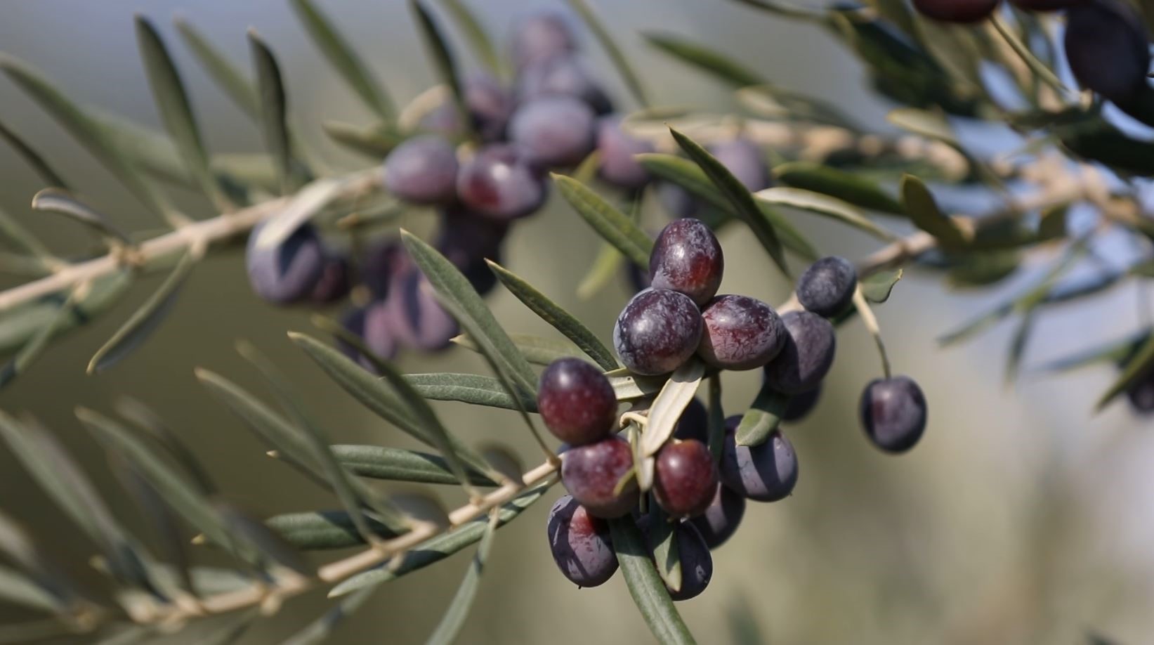 Nizip Zeytinyağı (2)