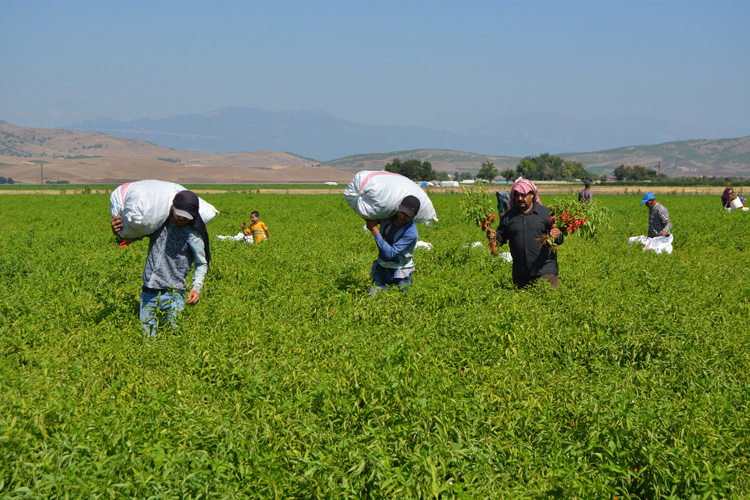 Nurdağı’nın Kırmızı Altını