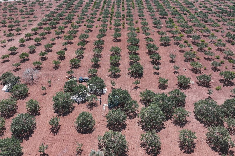 Antep Fıstığı (2)-3