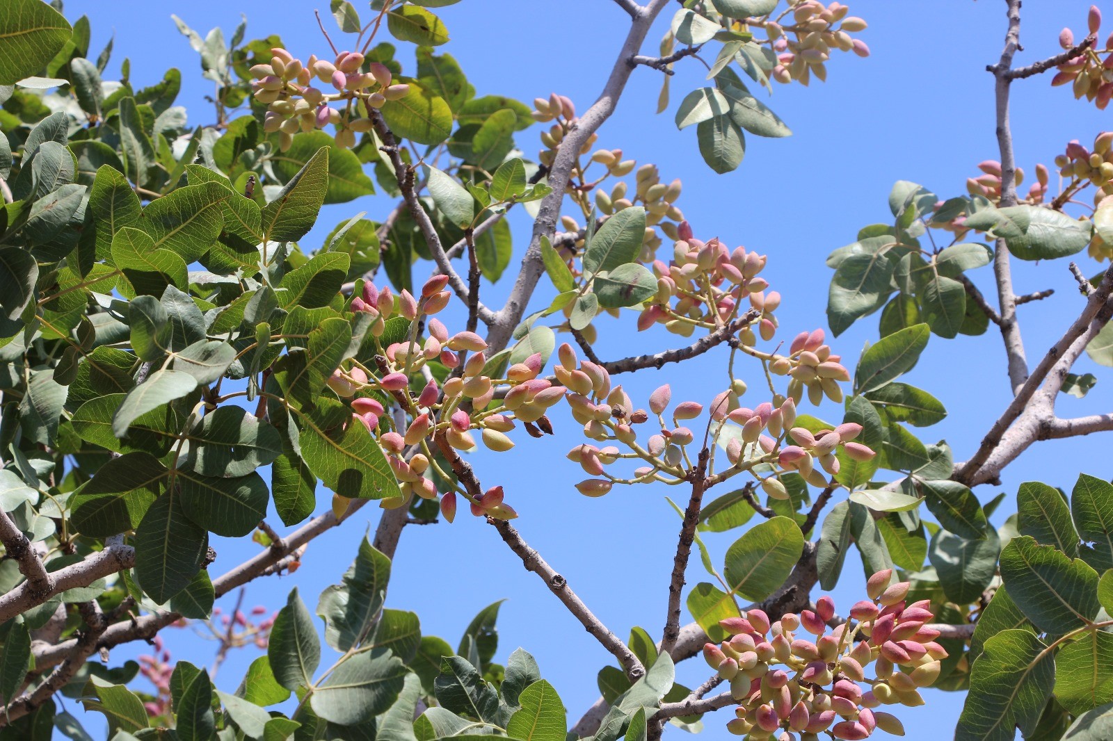 Fıstıkta Hasat Bereketli Başladı (2)