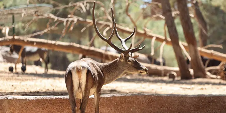 Gaziantep Hayvanat Bahcesi Kapak