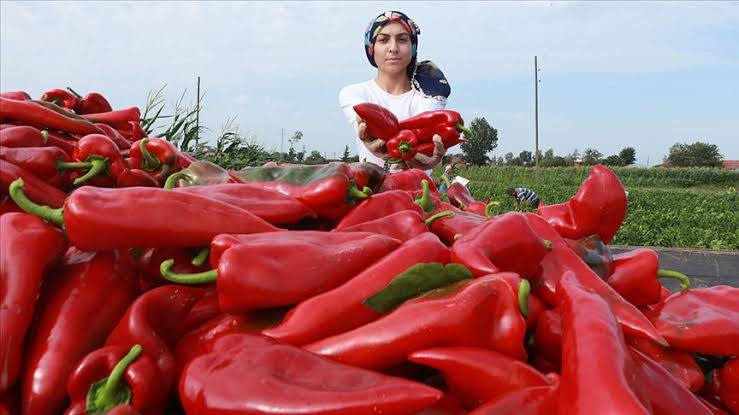 Kırmızı Biber2