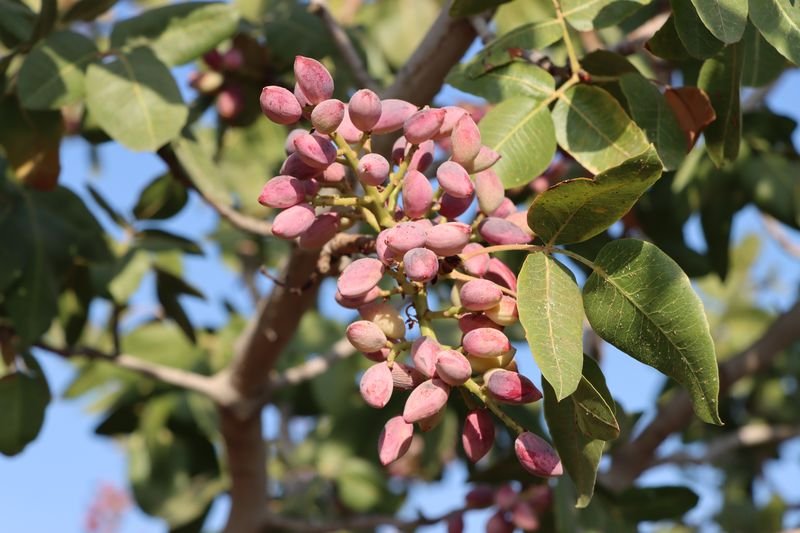 Antep Fıstığında Rekolte Şoku! (1)
