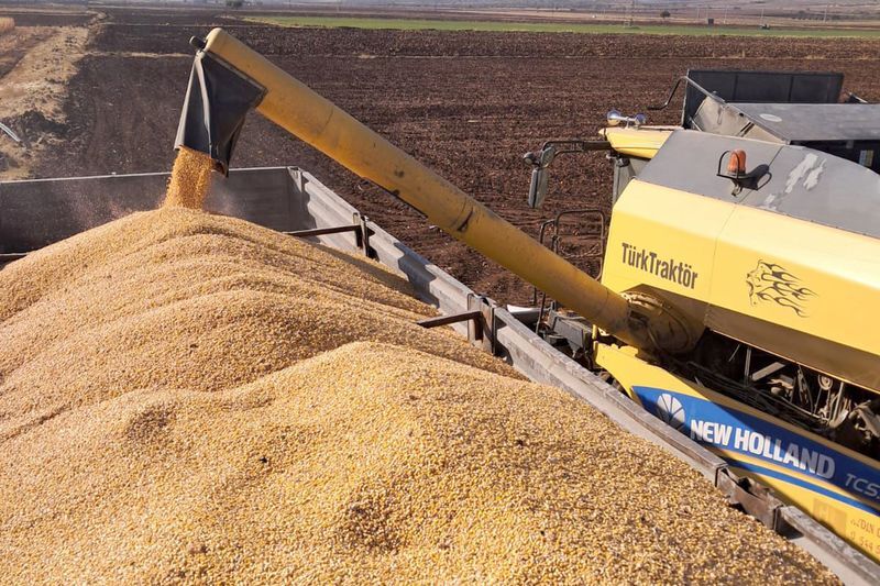 Araban Ovası’nda Mısır Hasadına Başlandı (2)