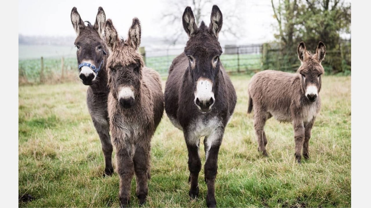 Whatsapp Image 2026 03 24 At 18.08.20 (4)