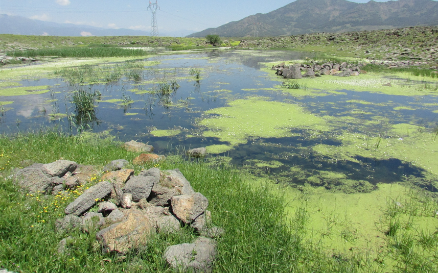 Papatya 2