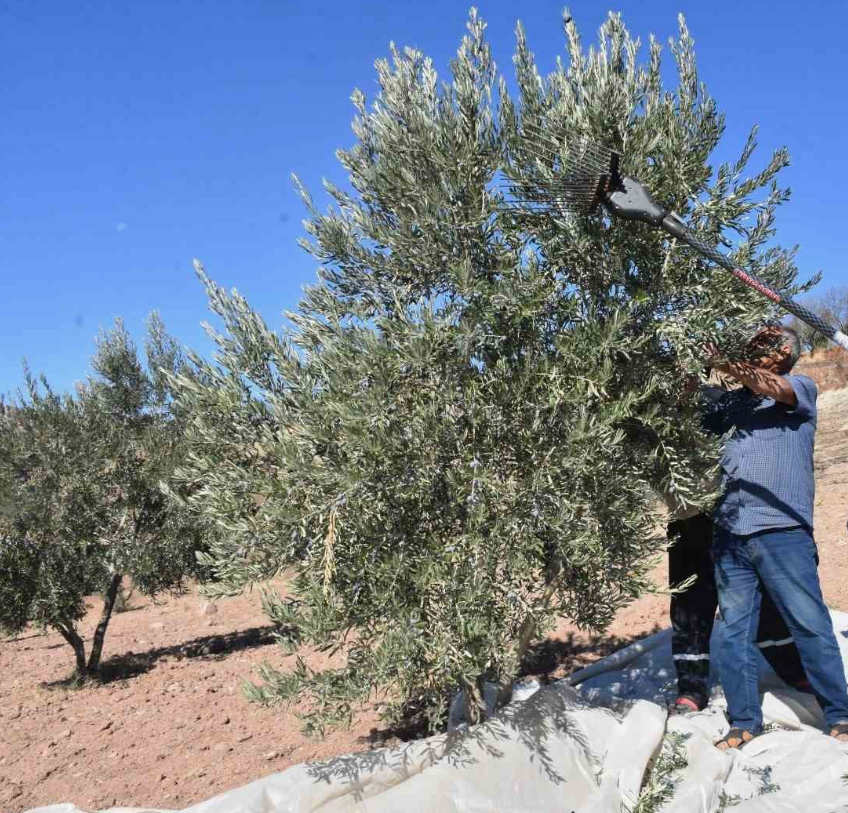 Agaçtan Elle Zeytin Toplama