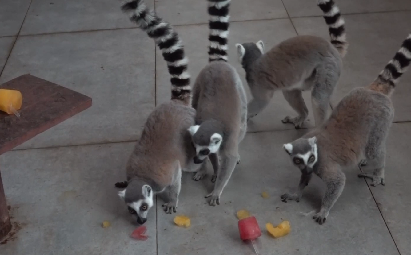Lemur