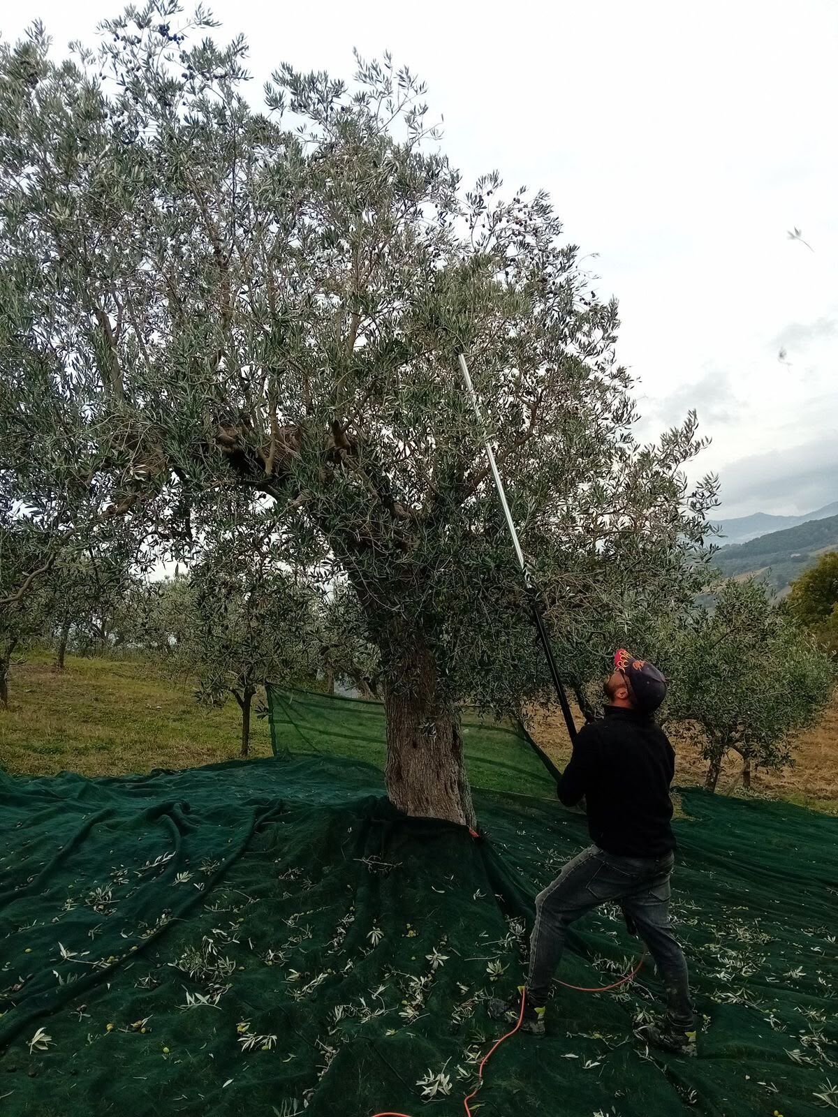 Sırıkla Zeytin