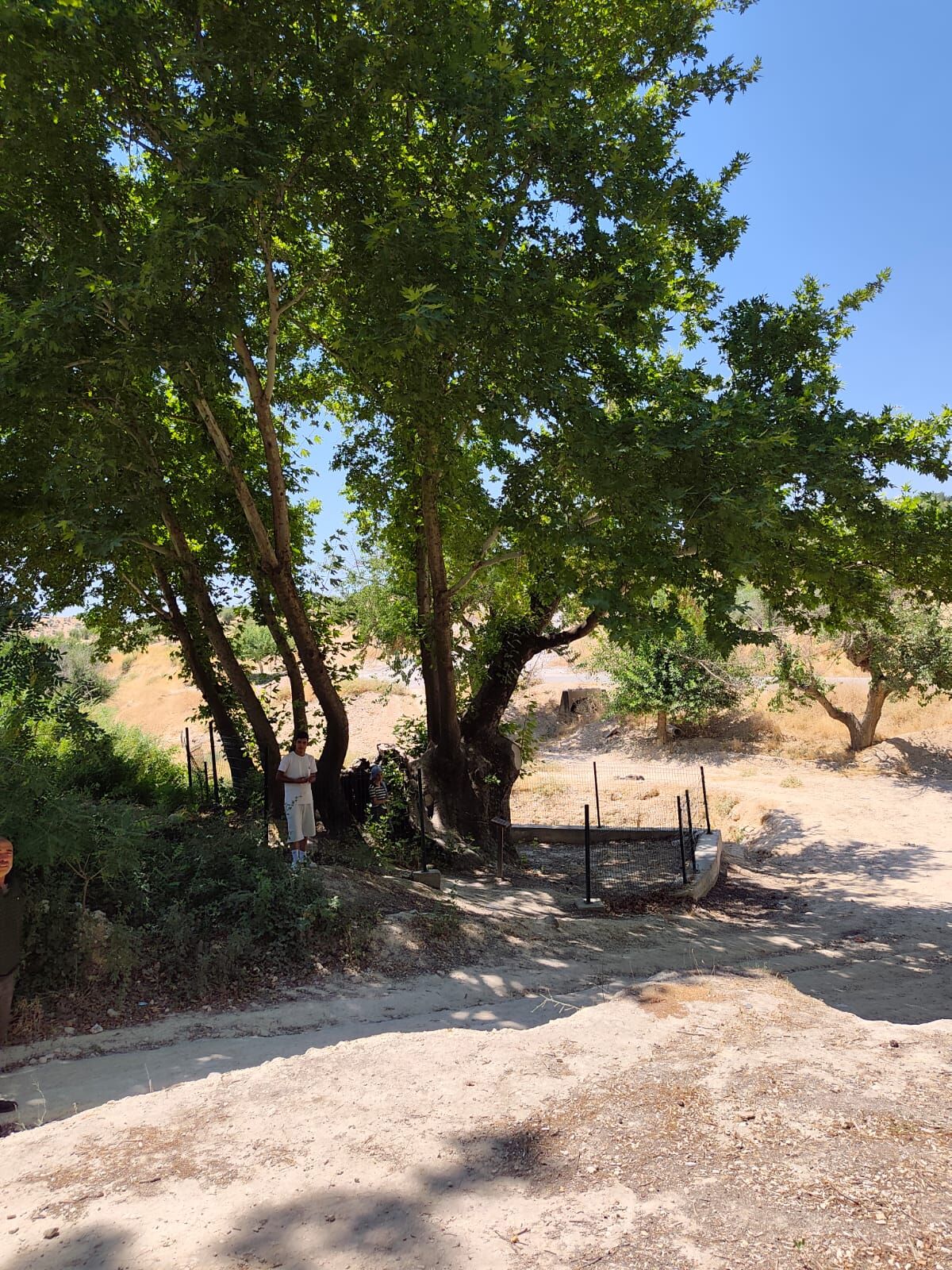 Ulu Çinar (10)