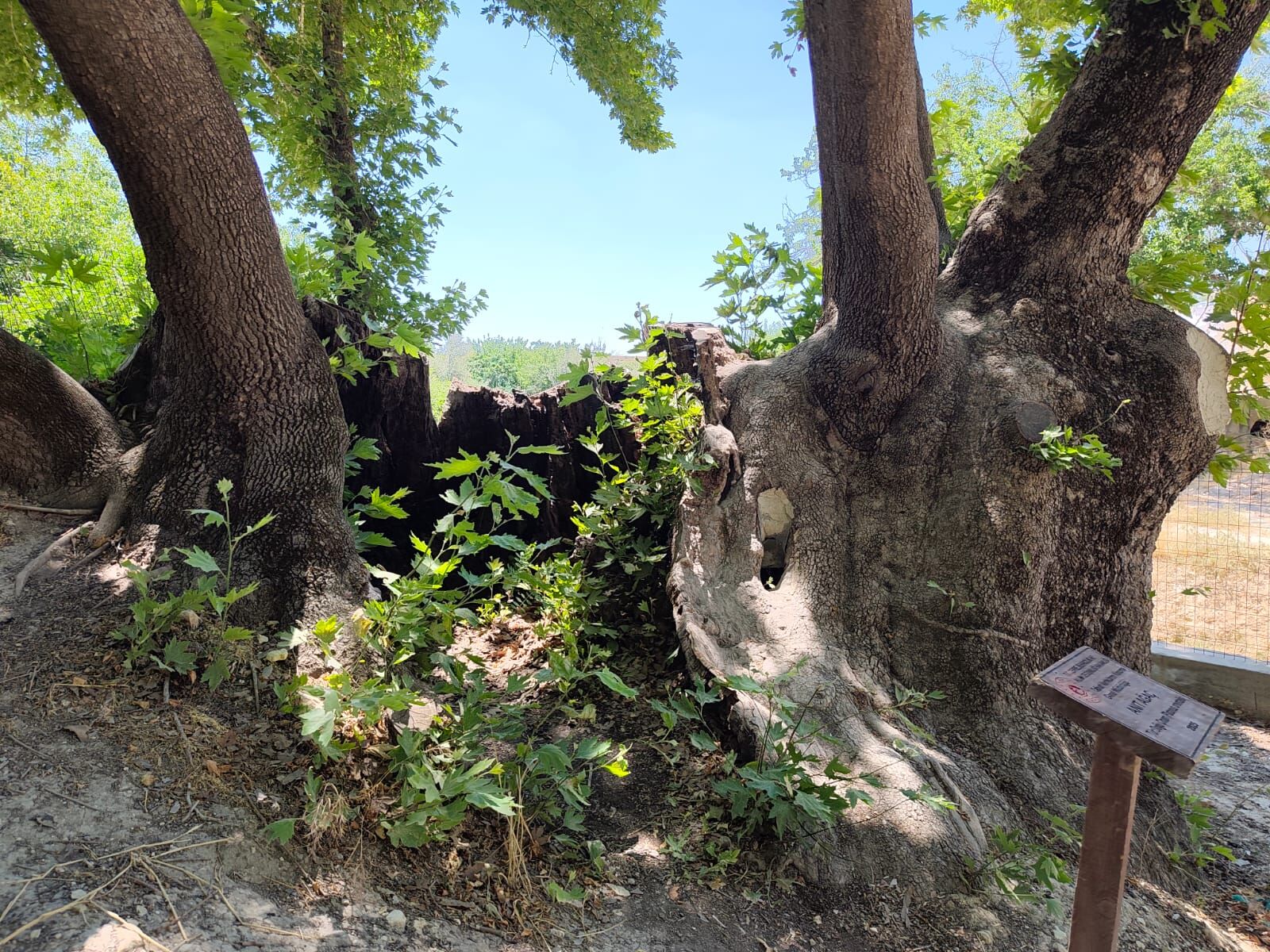 Ulu Çinar (4)